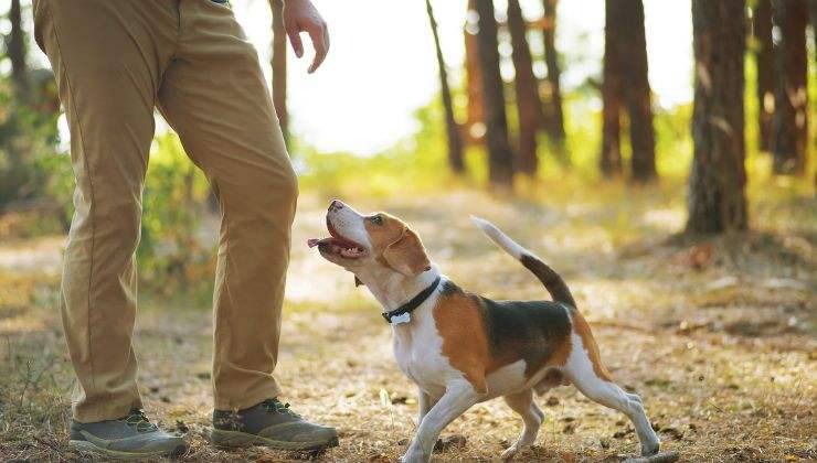 Cane scodinzola al padrone