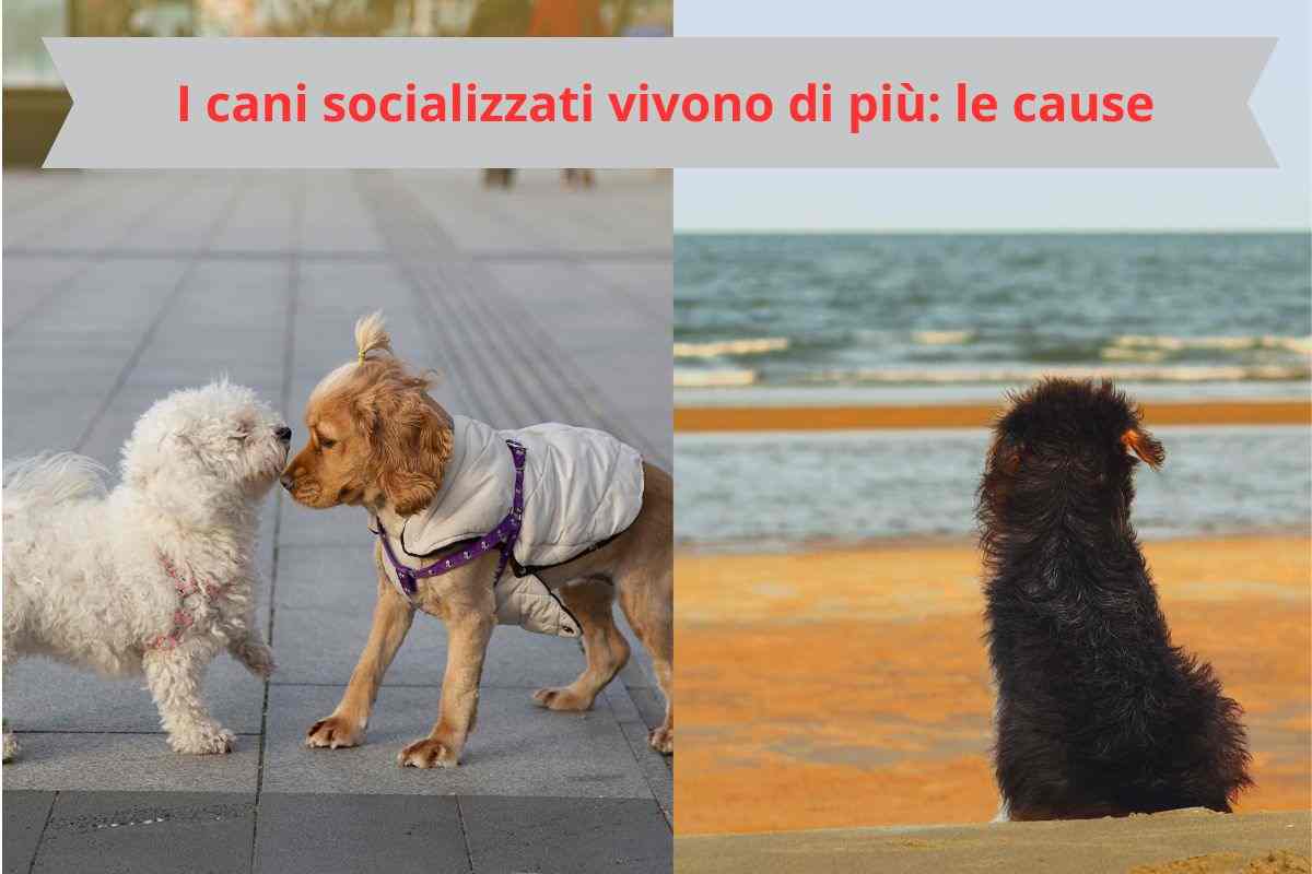 Cani che socializzano e cane da solo