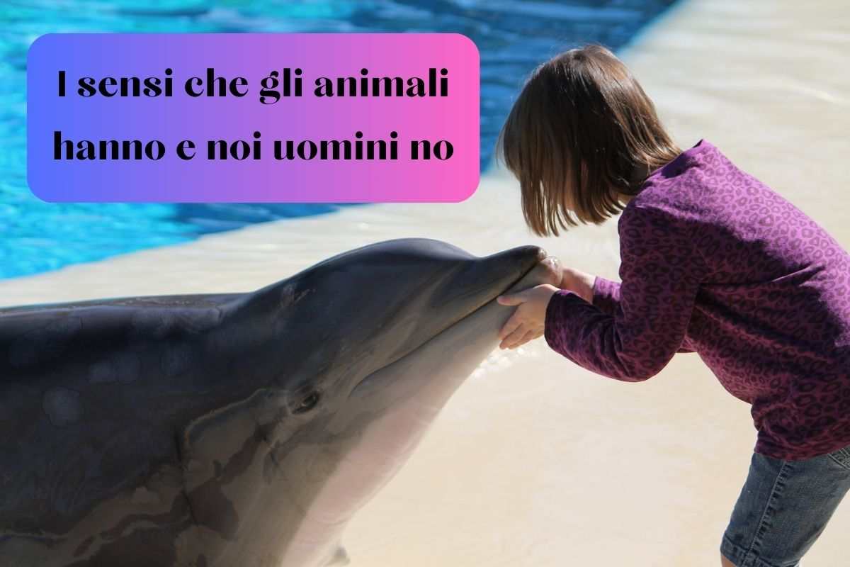 Il delfino che ha sensi che noi non abbiamo si lascia accarezzare da una bambina