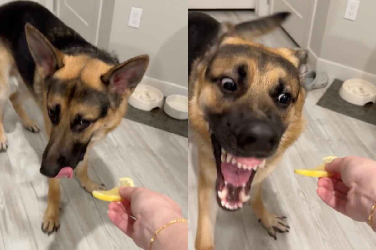 I 2 cani assaggiano il limone