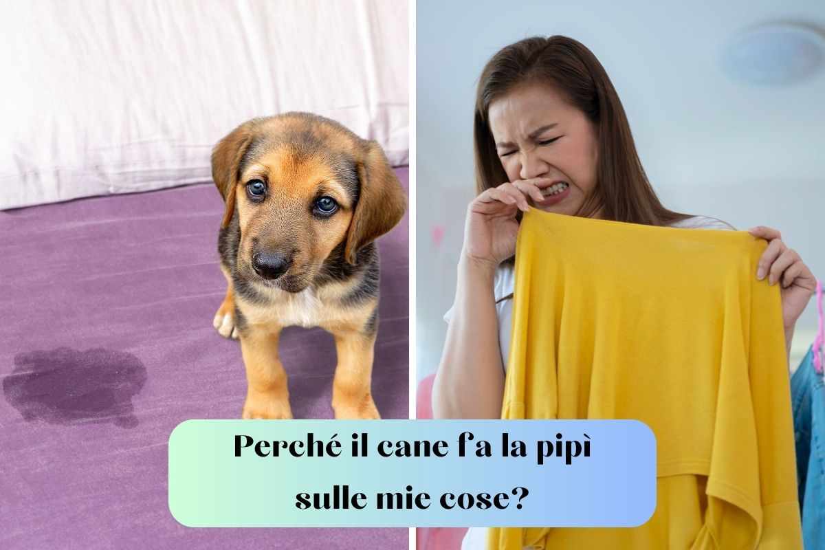 Cane ha fatto la pipì sul letto e sula maglia della donna