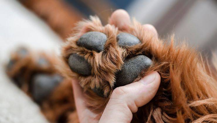 Massaggiare le zampe del cane