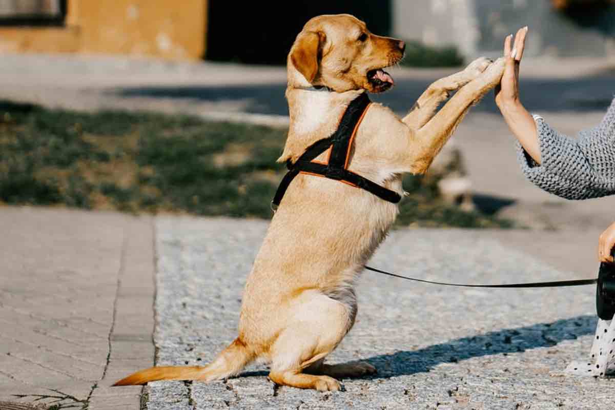 Cane seduto in strada con pettorina dà la zampe a una donna