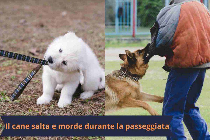 Il cane salta e morde durante la passeggiata: c'è un motivo