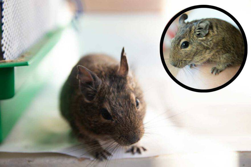 degu non mangia