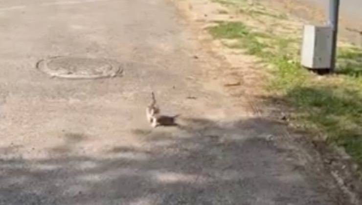 Il piccolo gatto cammina in strada sull'asfalto