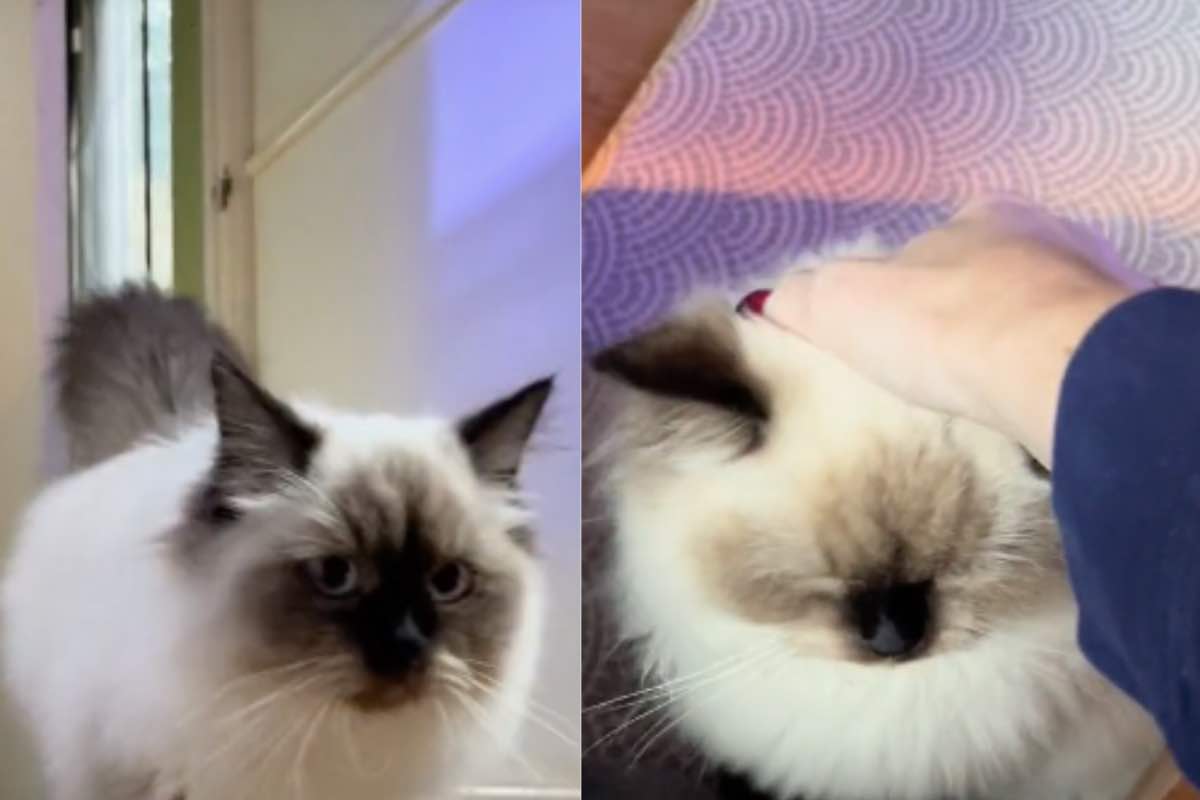 Il gattino bianco e nero in casa ha paura del contatto umano
