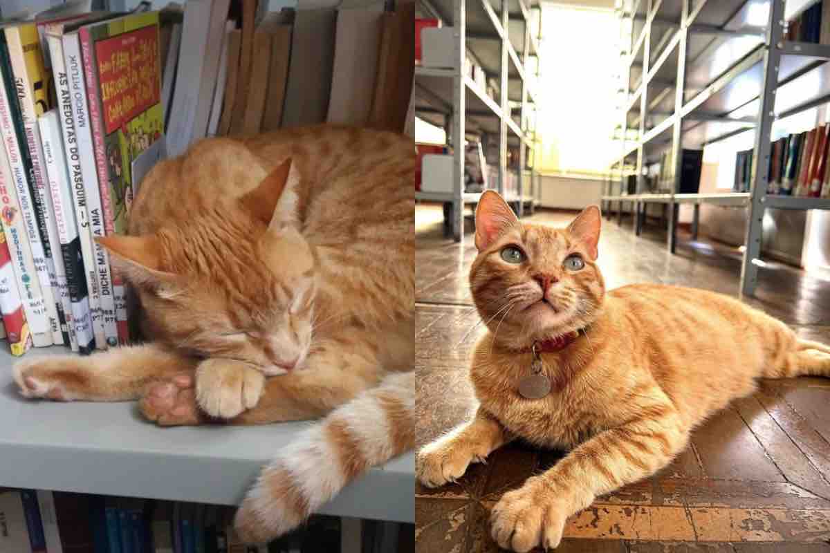 Il gatto arancione tra i libri della biblioteca
