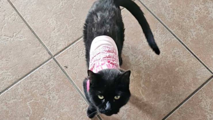 Gatto nero in casa con vestito rosa 