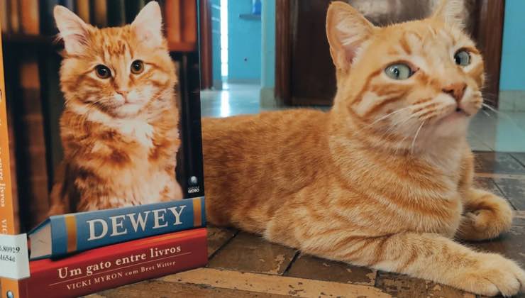 Il gatto arancione accanto a un libro della casa che chiuderà