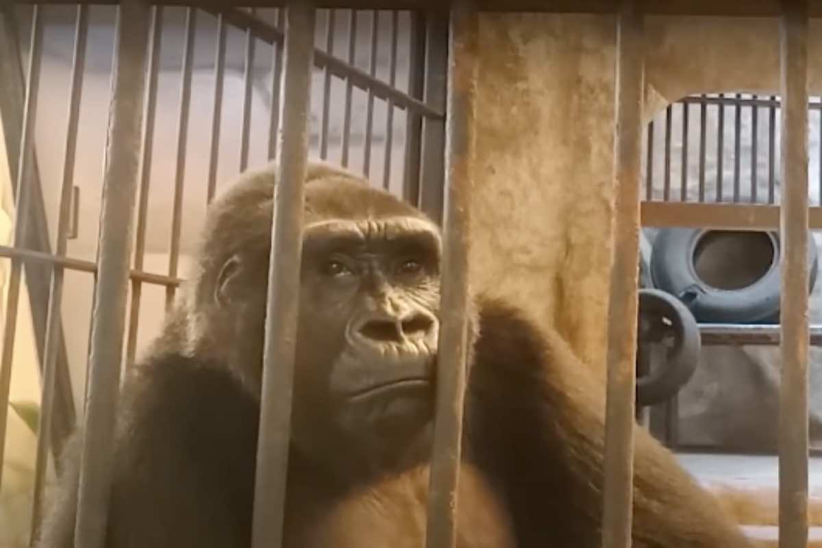 Il gorilla oltre le sbarre della gabbia a Bangkok
