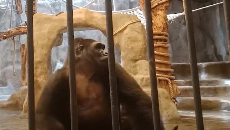 Il gorilla seduto nella gabbia si rivolge altrove 