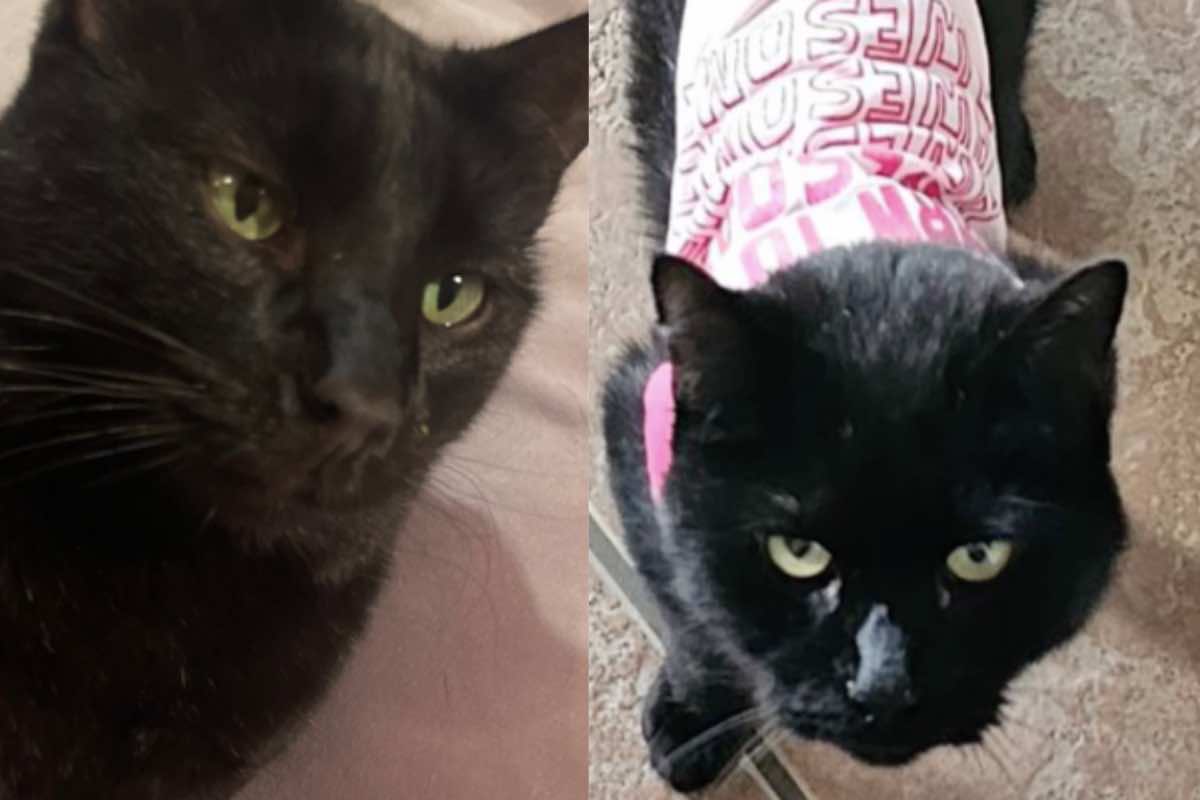 Gatto nero con gli occhi gialli e il maglione rosa