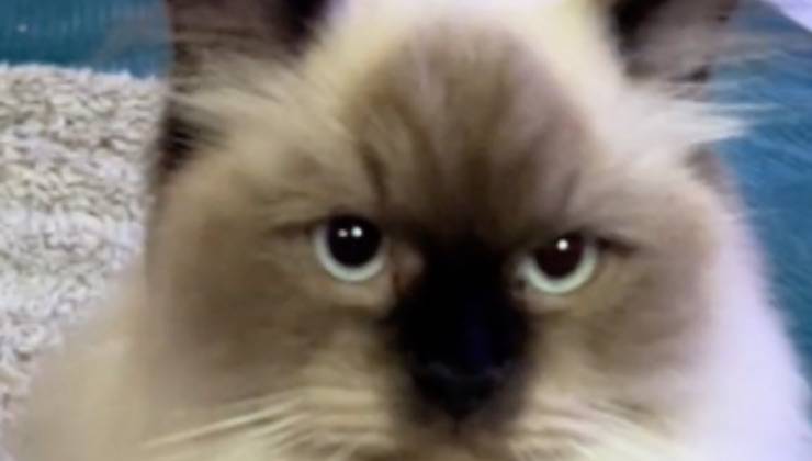 Il gattino sul letto bianco e nero non si nasconde più 