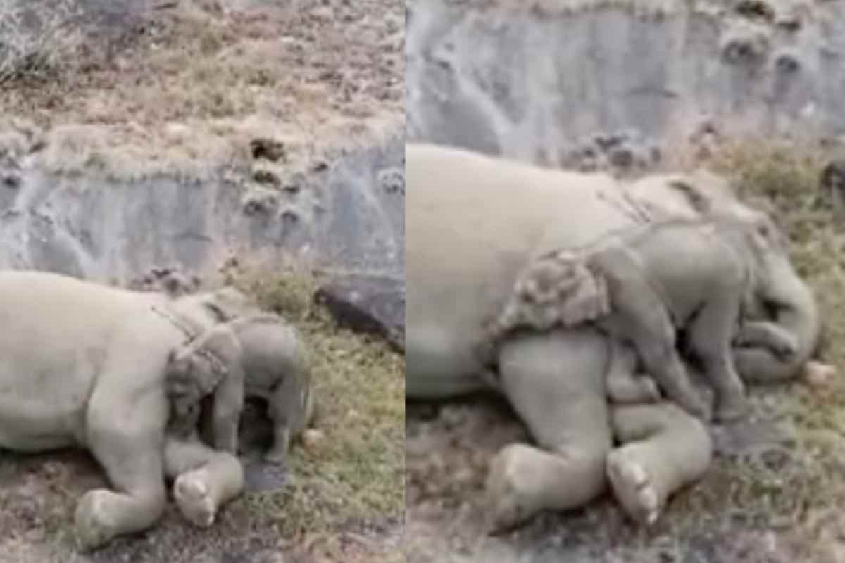 Il piccolo elefante abbraccia l'elefantessa a terra