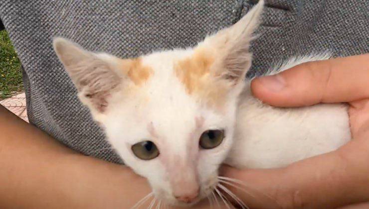 Il gattino bianco si lascia ritrovare e recuperare nella discarica 