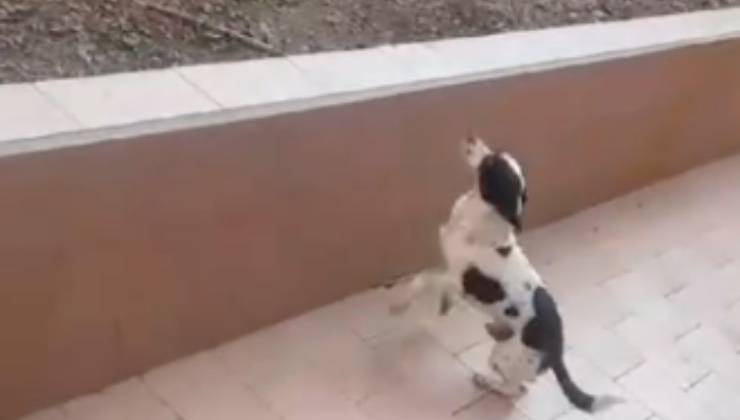 Il cane bianco e nero vittima del bastone salta verso il muro 