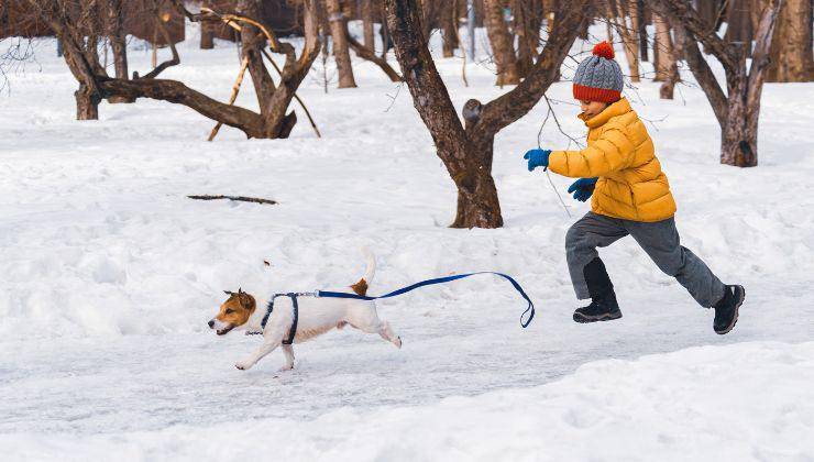 Cane scappa dal bambino nella neve perché non conosce il comando del richiamo