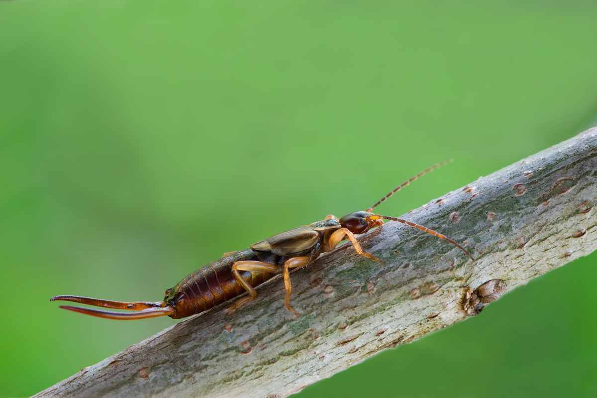 Insetto forbice su un ramo