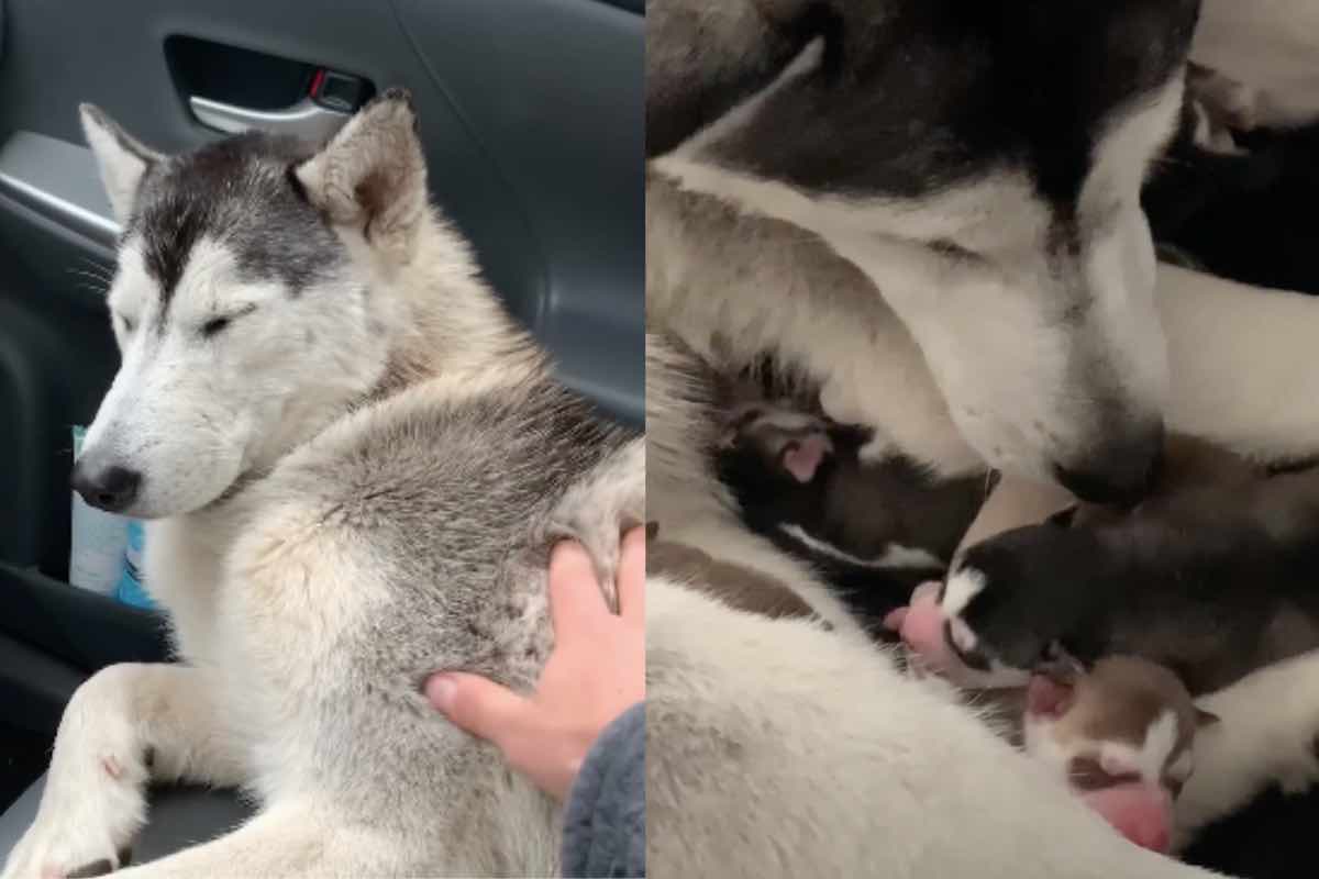 Siberian Husky seduto sul sedile del passeggero e accanto ai cuccioli