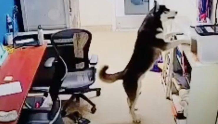 Cane Husky cerca i croccantini in ufficio