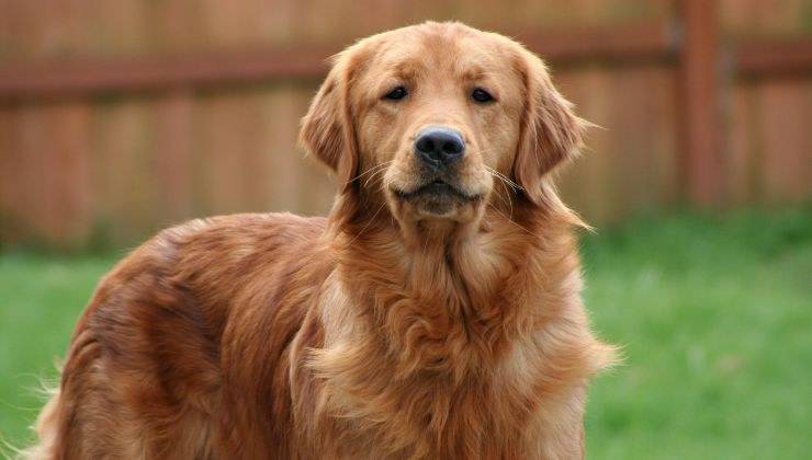 Golden Retriever