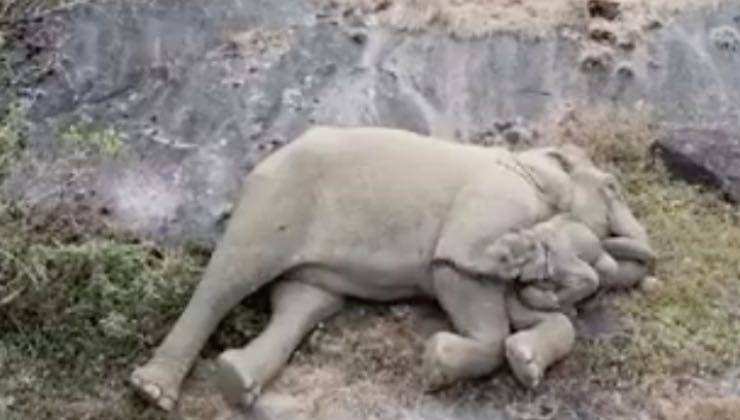 L'elefantino ritrova la mamma sdraiata su una roccia ad attenderlo 