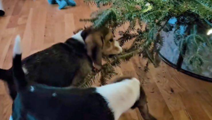 Due piccoli Beagle interagiscono con gli aghi dell'albero di Natale 