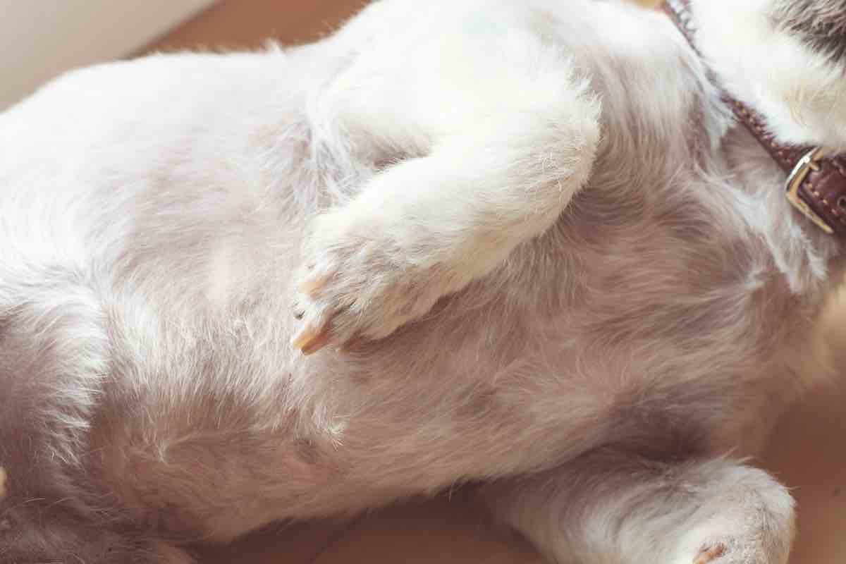 Un cane sdraiato dal pelo bianco con la pancia in bella vista
