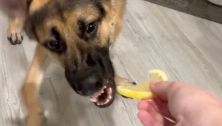 La reazione di uno dei 2 cani dopo aver mangiato il limone