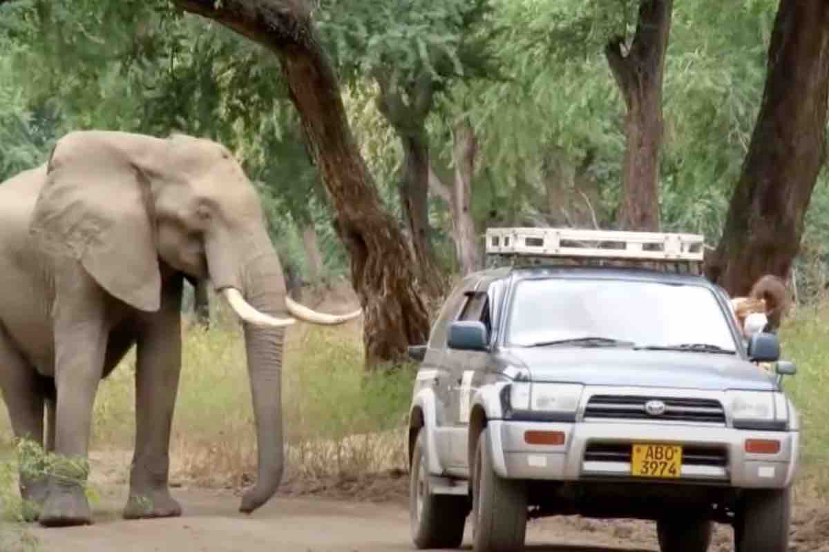 Un elefante ferito in strada chiede aiuto a un'automobilista