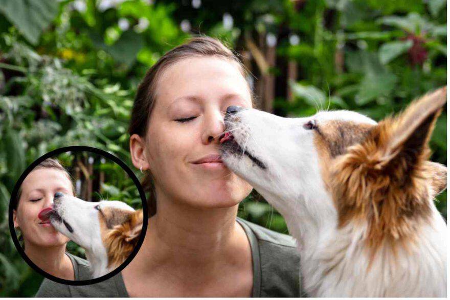 cane lecca il viso alla donna