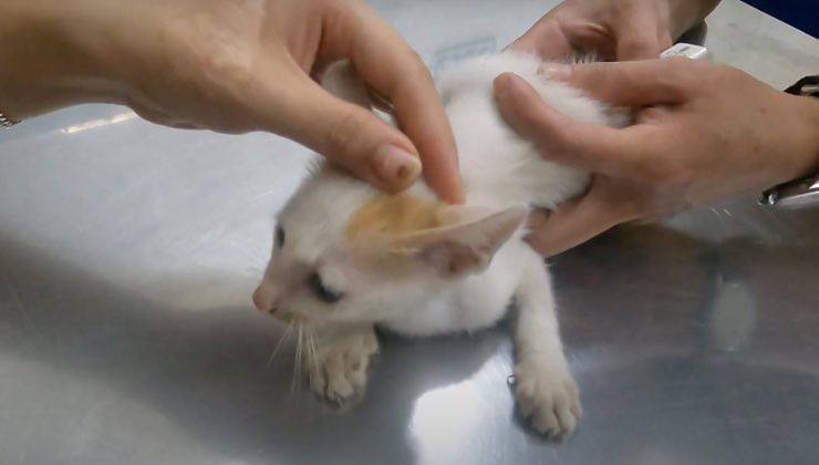 Il gattino della discarica durante le cure sul lettino della clinica 