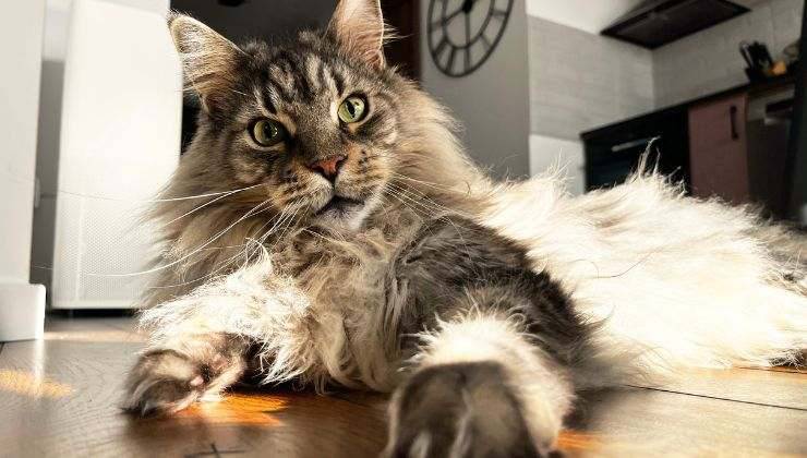 Maine Coon