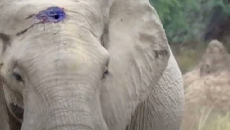 L'elefante con la ferita causata dal proiettile sulla testa 