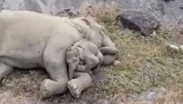 Il piccolo elefante si nasconde tra le zampe della mamma 