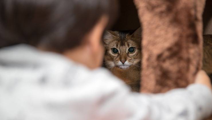 Un bambino osserva un animale domestico davanti a lui 