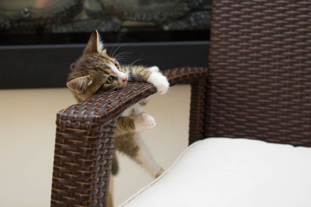 Un piccolo gatto scavalca la sedie per effettuare un passaggio