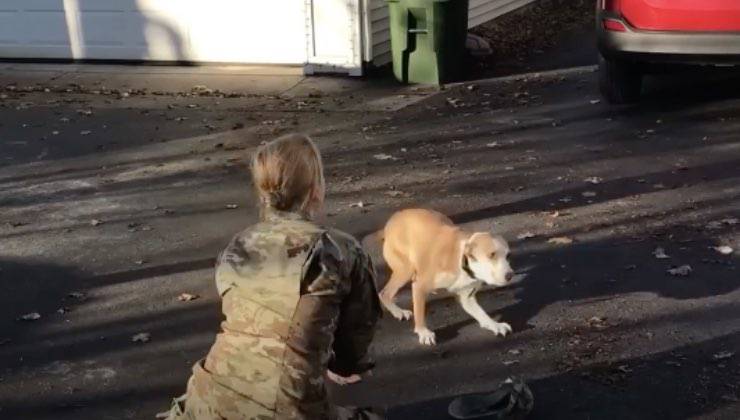 Il cane non riconosce la soldatessa quando la vede 