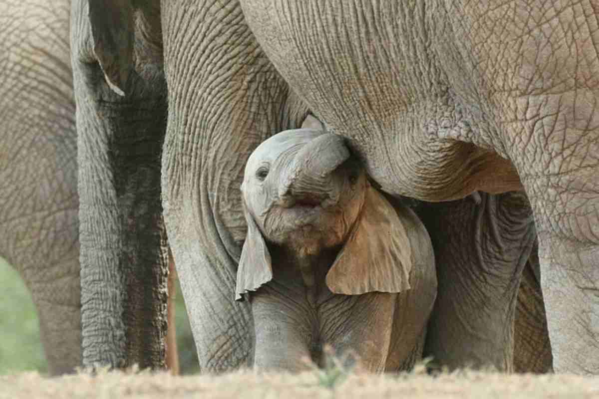 Nato il primo elefante maschio senza zanne