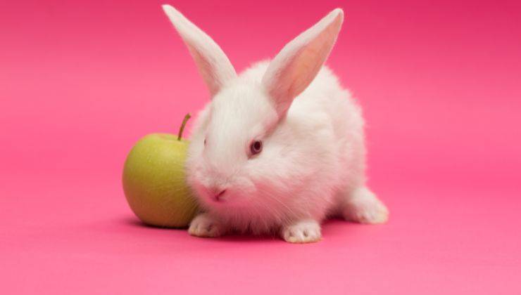 Coniglio bianco accanto alla mela che ha un odore gradevole per lui