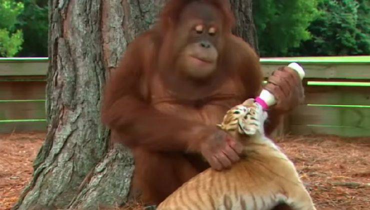 Orangotango allatta una tigre 