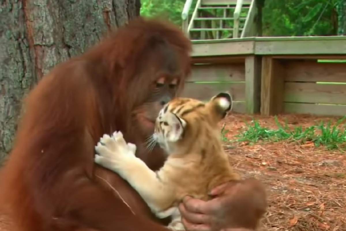 Orangotango con cucciolo di tigre