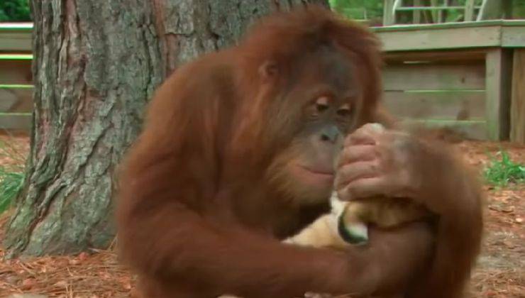 Orangotango con un cucciolo di tigre 