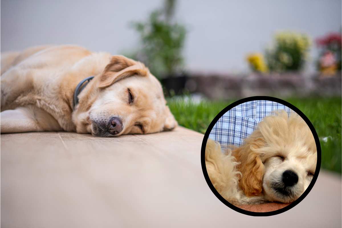 Orari del sonno sballati nel cane cause, quando e come intervenire