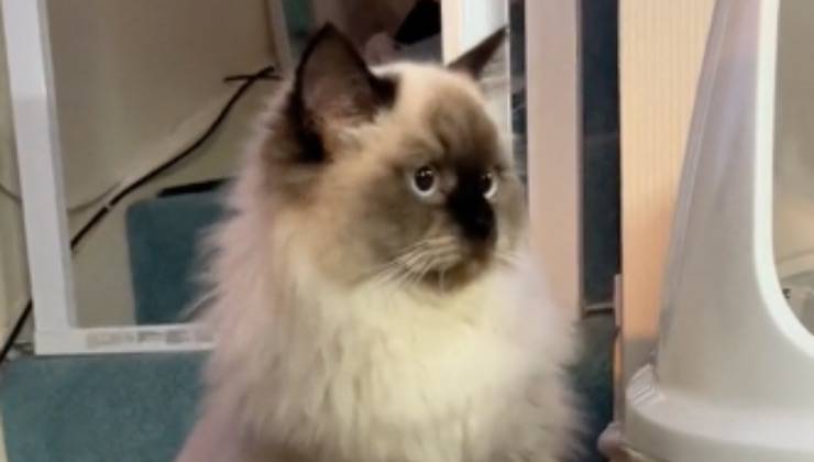 Il gattino Oscar osserva con paura la sua nuova casa 