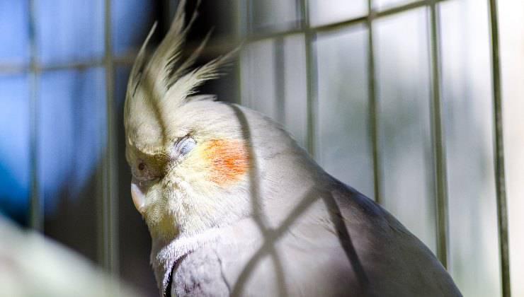 pappagallo con problema agli occhi 