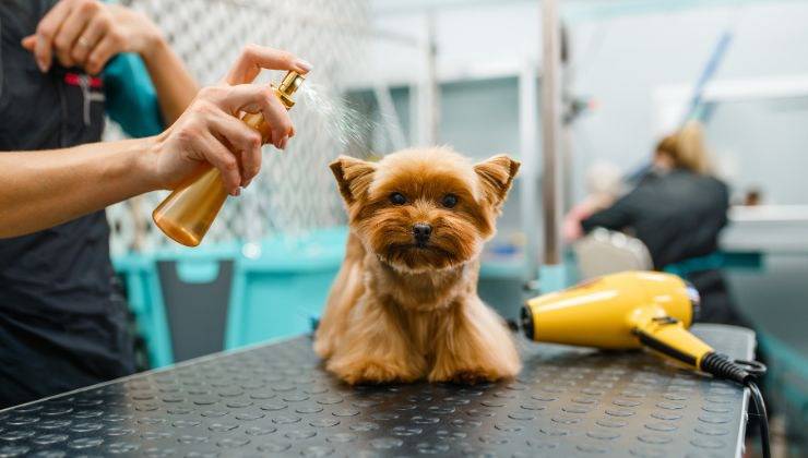 Cane sul ancone del toelettatore bello e profumato