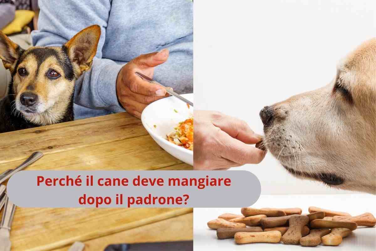Padrone e cane che mangiano
