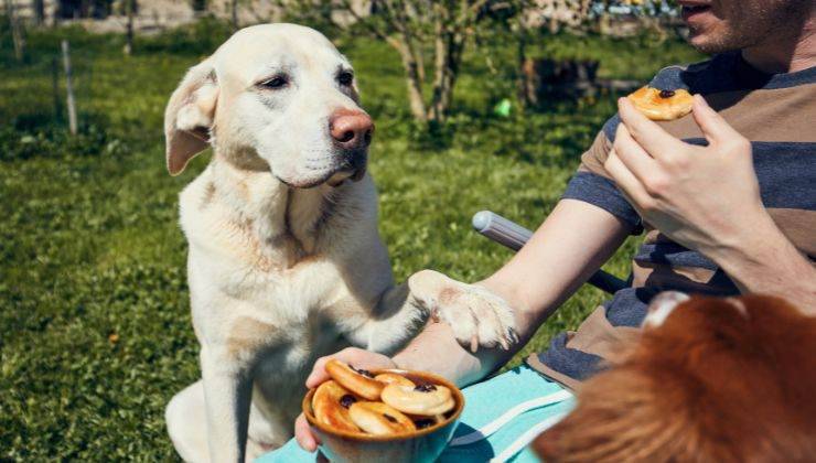 Cane ci guarda mangiare